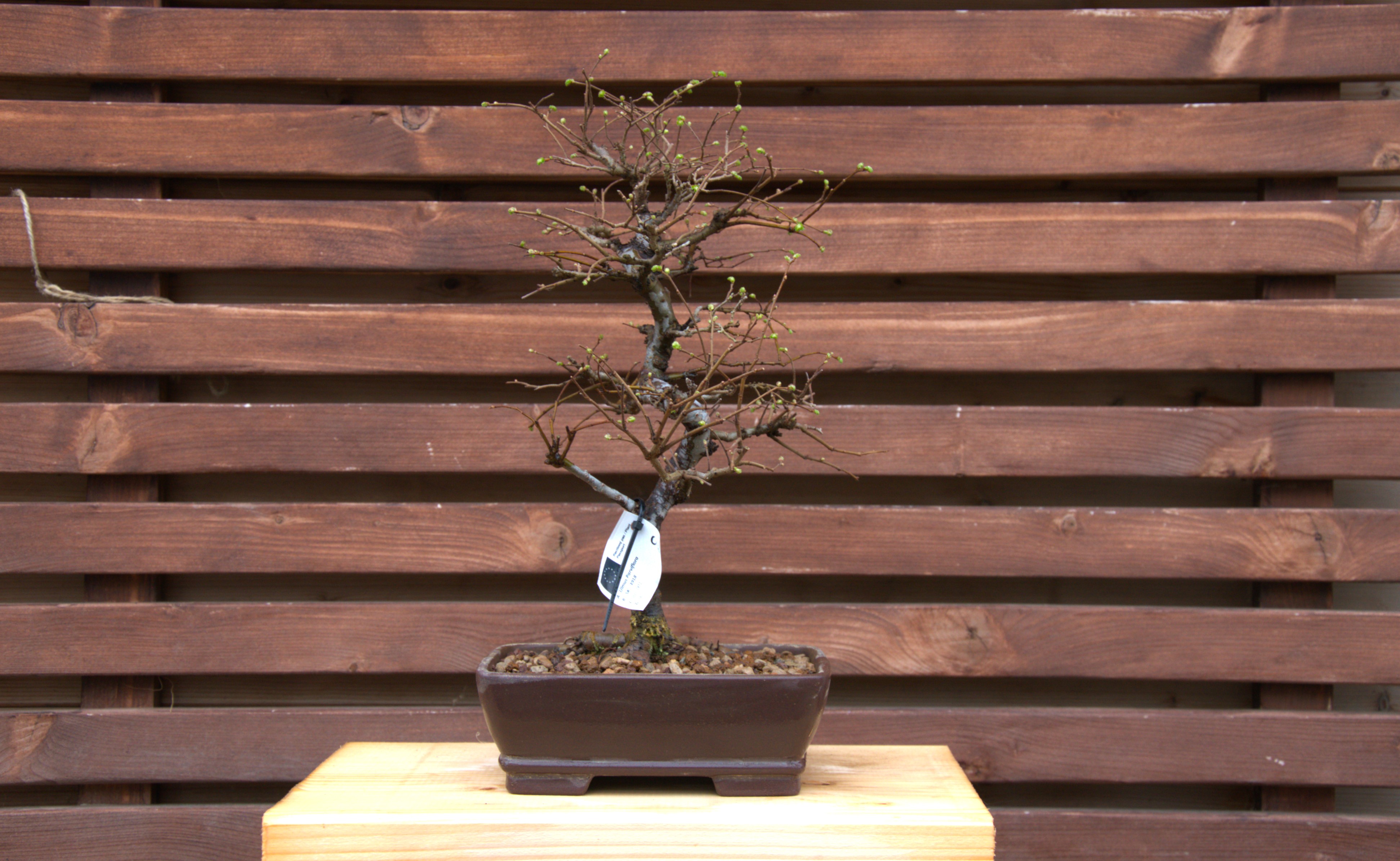 Ulmus parviflora