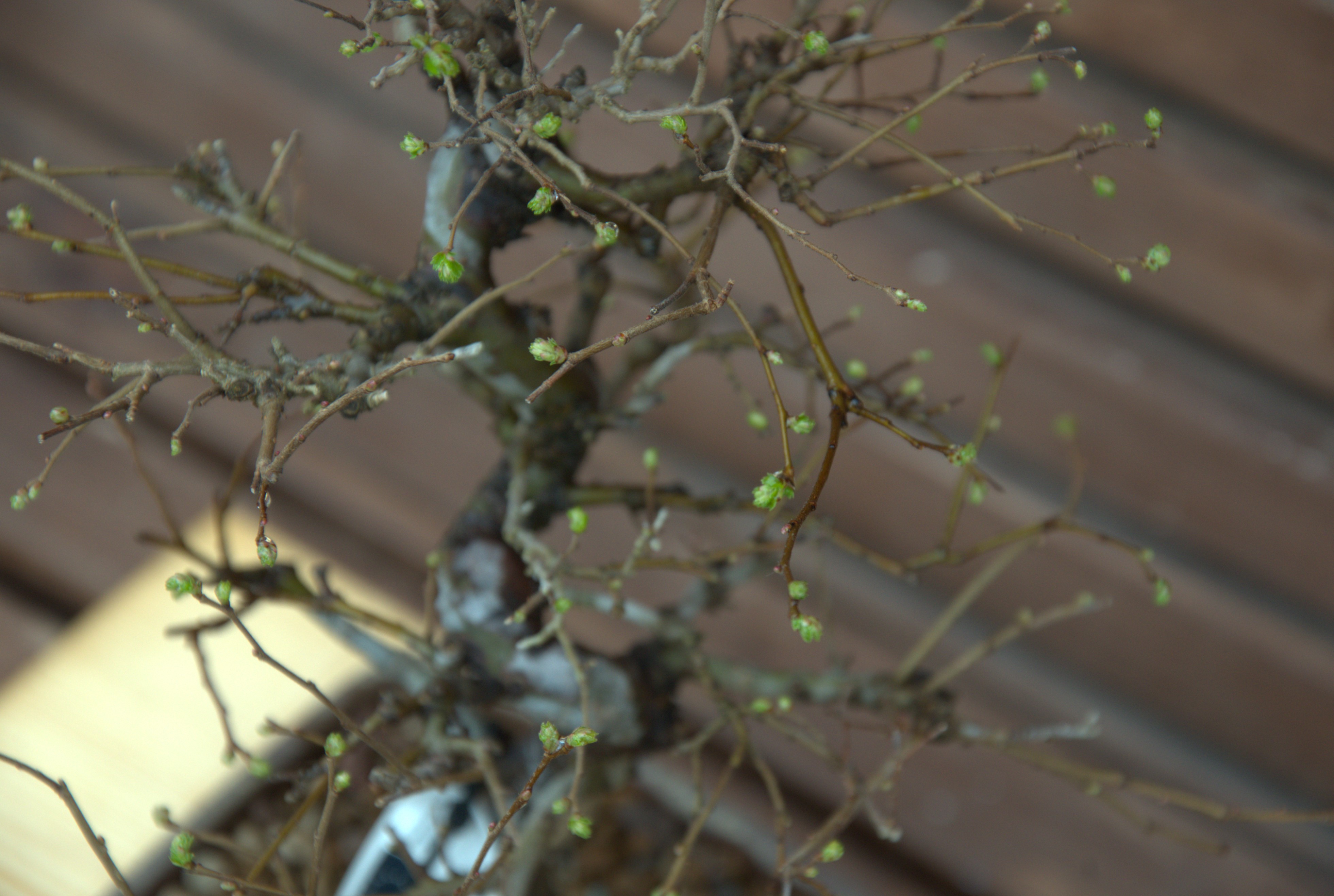 Ulmus parviflora
