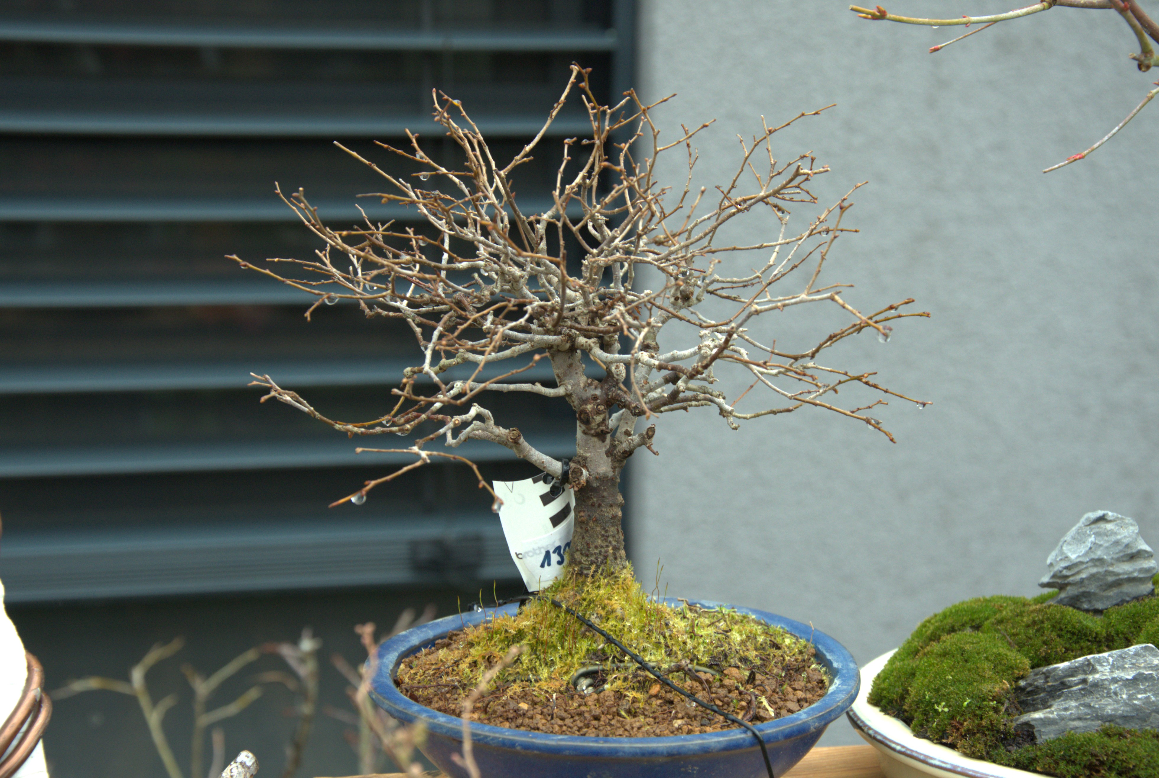 Zelkova serrata