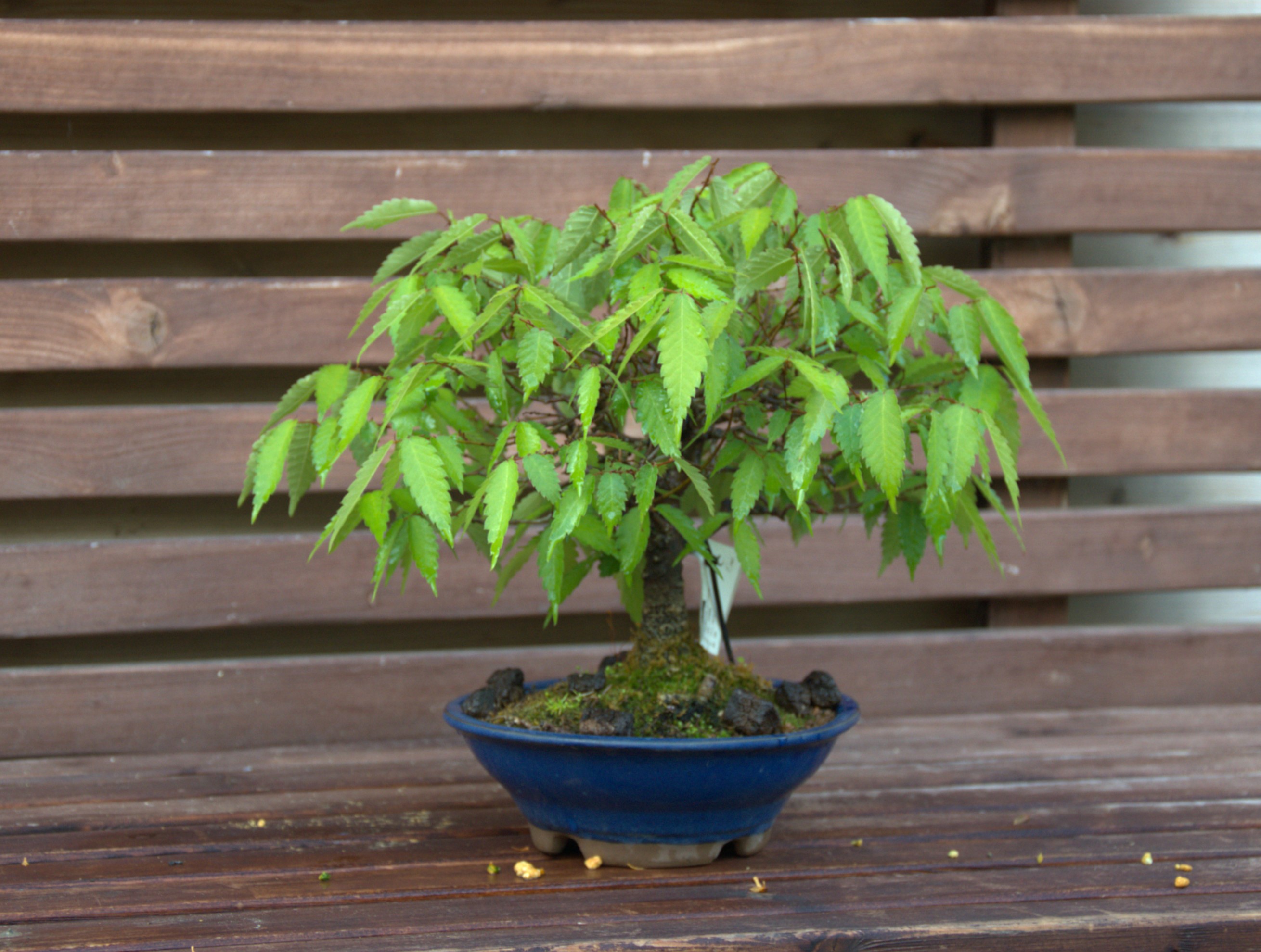 Zelkova serrata
