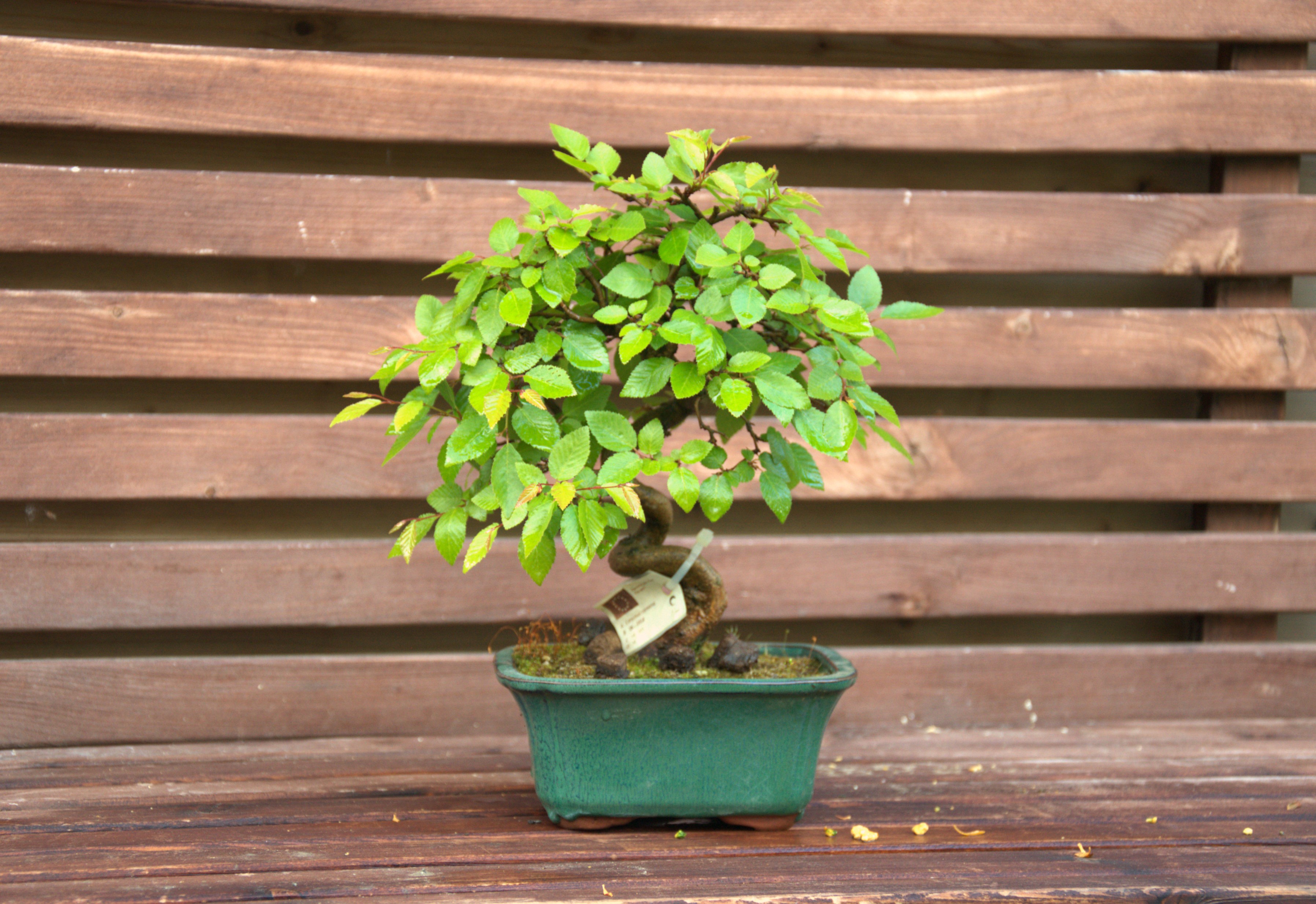 Carpinus coreana