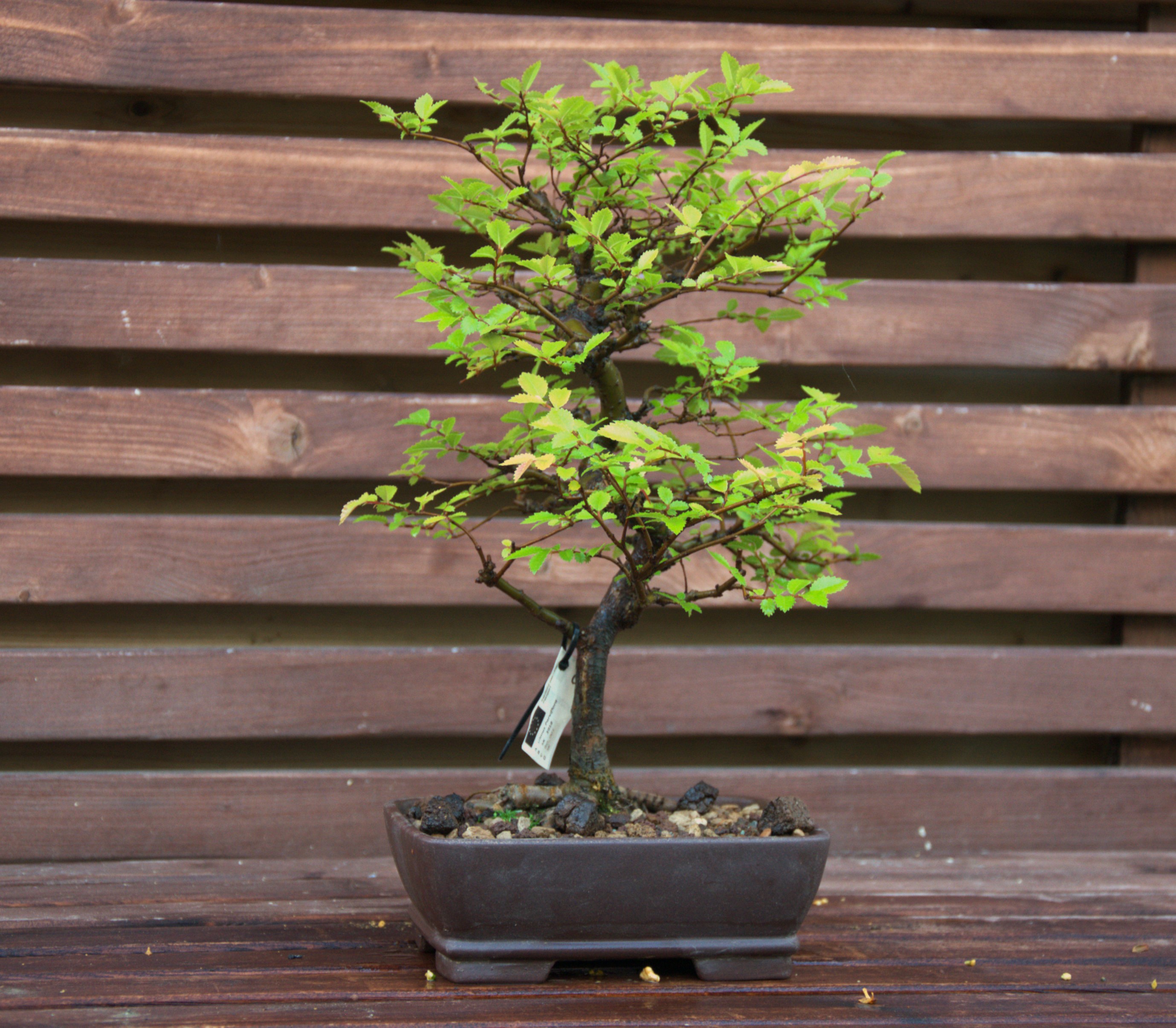 Ulmus parviflora