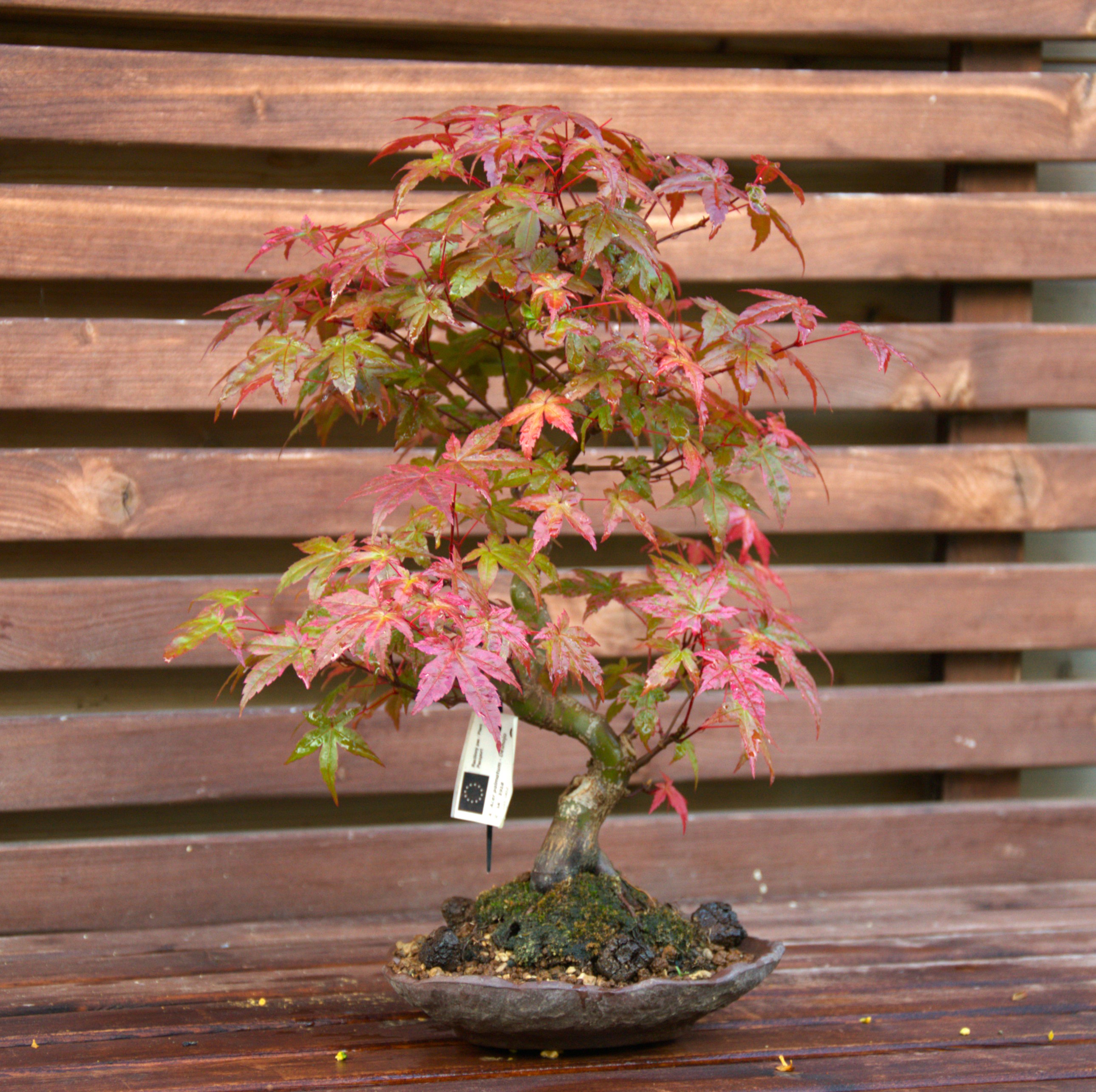 Acer Palmatum Deshojo