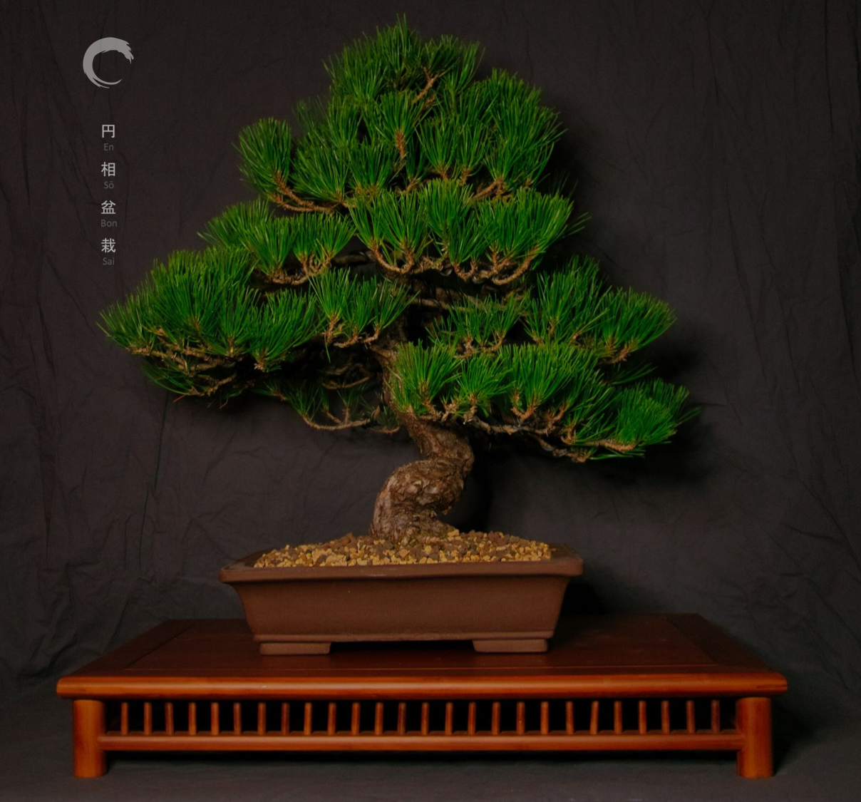 Pinus thungergy
