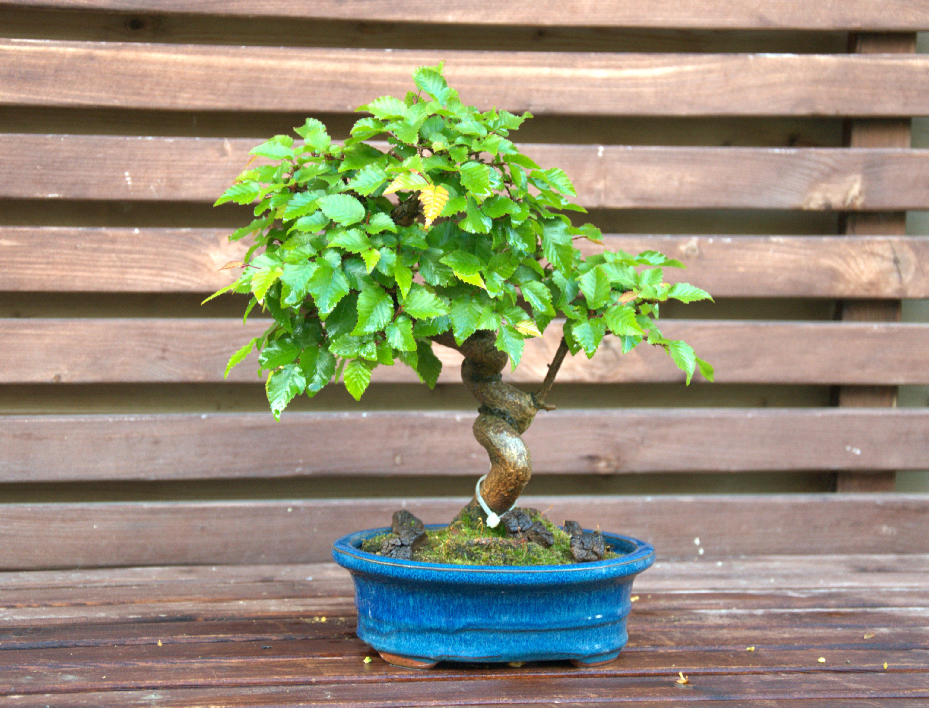 Carpinus coreana