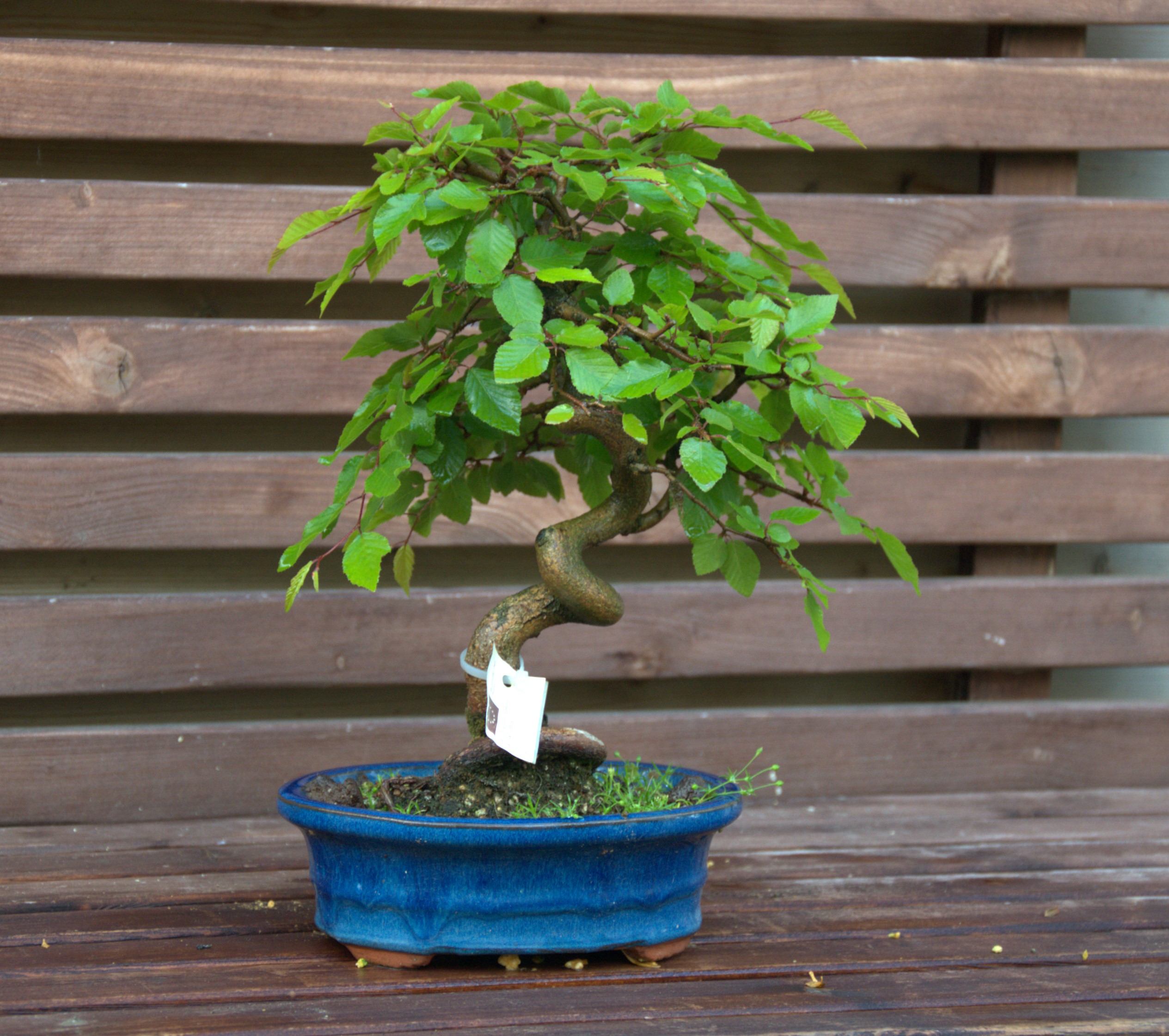 Carpinus coreana