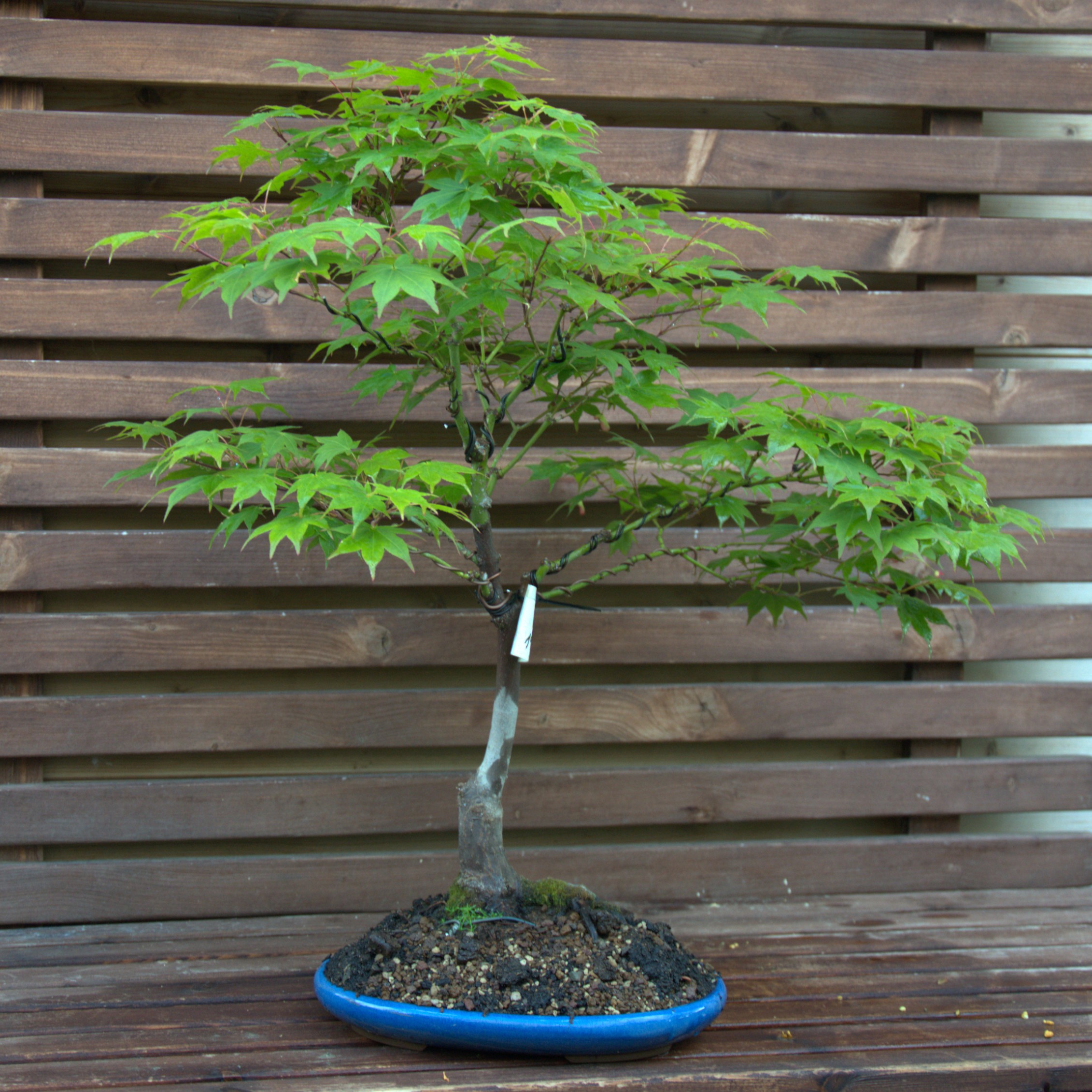 Acer Palmatum