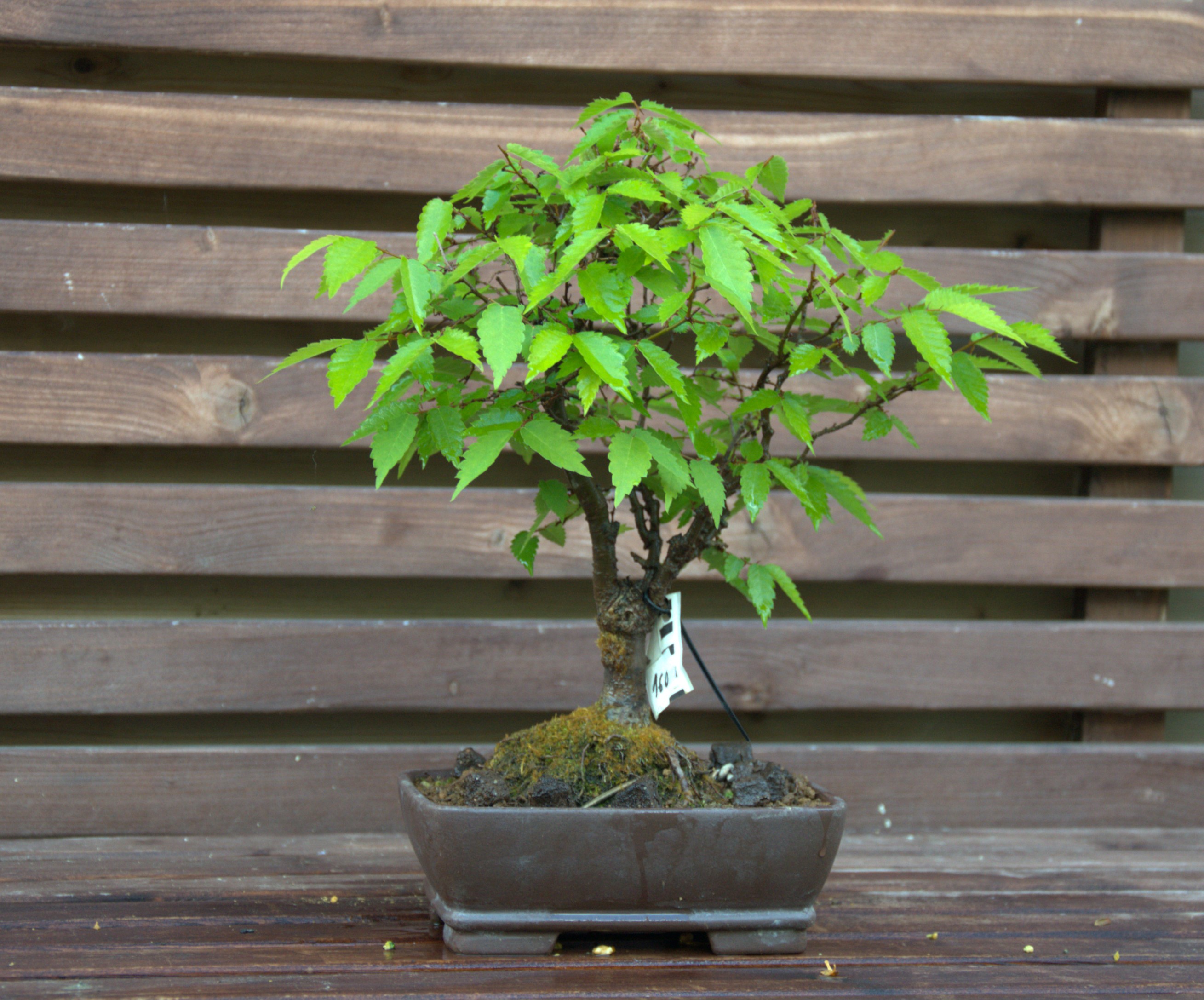 Zelkova serrata