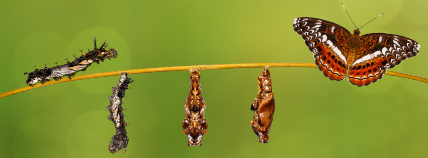 Cursus Van Rups naar Vlinder 