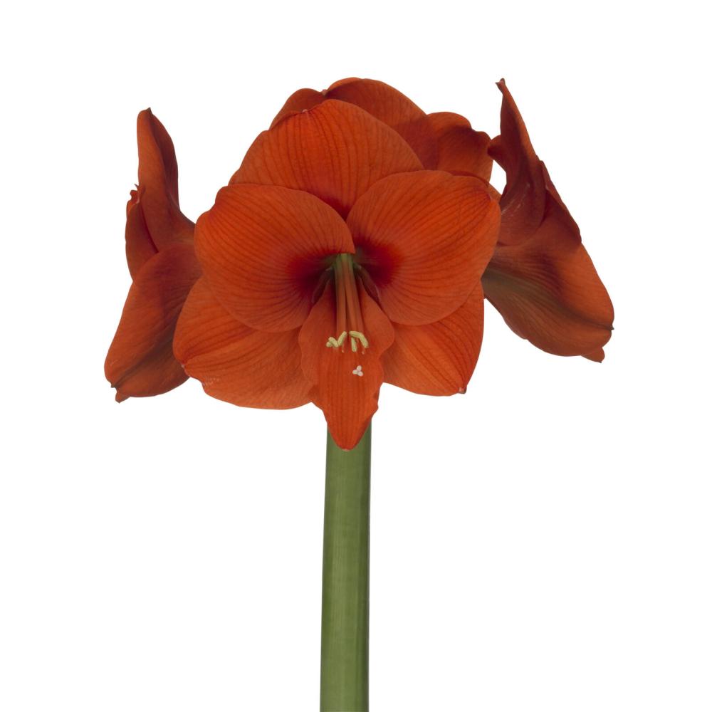 Hipeastra (amariļļa) sīpols. Naranja