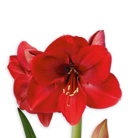 Hipeastra (amariļļa) sīpols. Royal Red