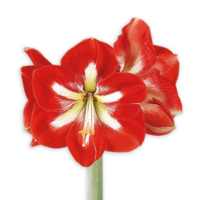 Hipeastra (amariļļa) sīpols. Exotic Striped
