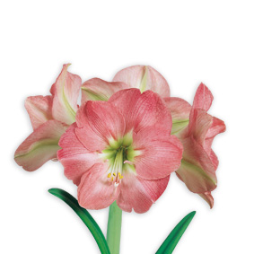 Hipeastra (amariļļa) sīpols. Sweet Pink