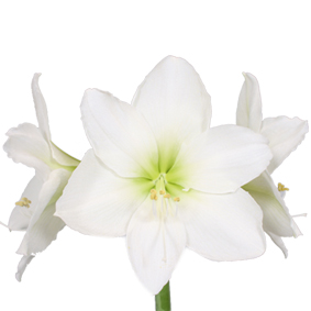 Hipeastra (amariļļa) sīpols. Arctic White