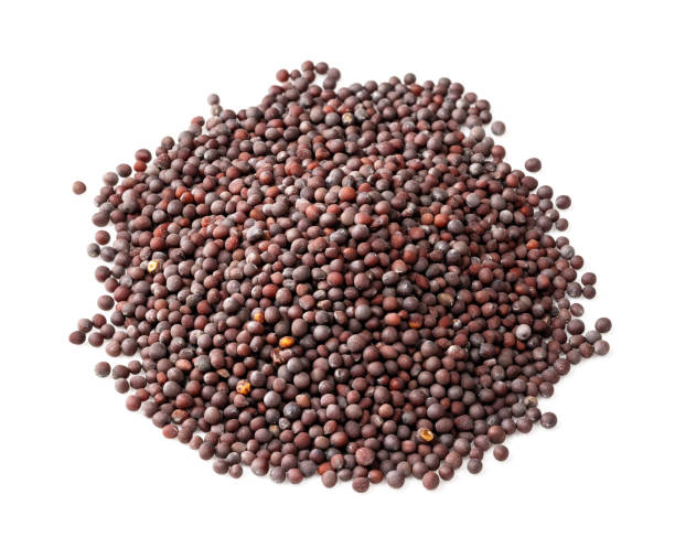 Bulk Organic Mustard Seeds | Yellow & Black Mustard for Wholesale
