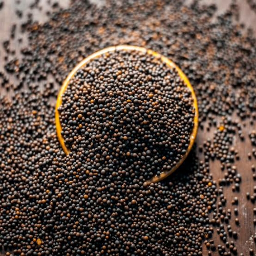 Bulk Organic Mustard Seeds | Yellow & Black Mustard for Wholesale