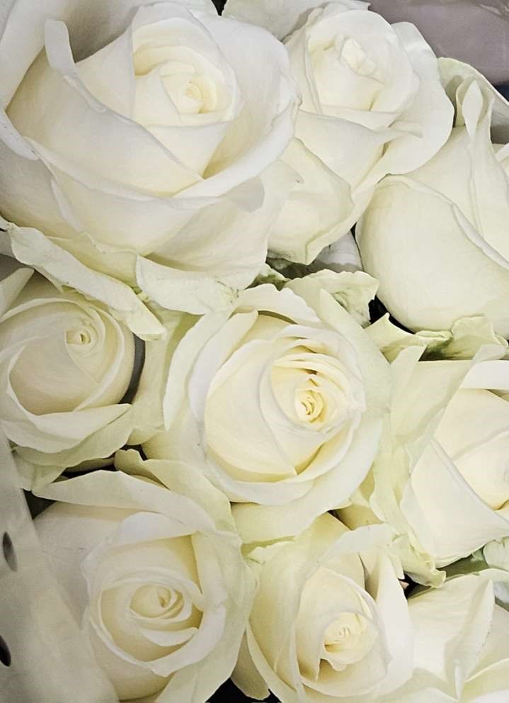 Roses Avalanches Premium 