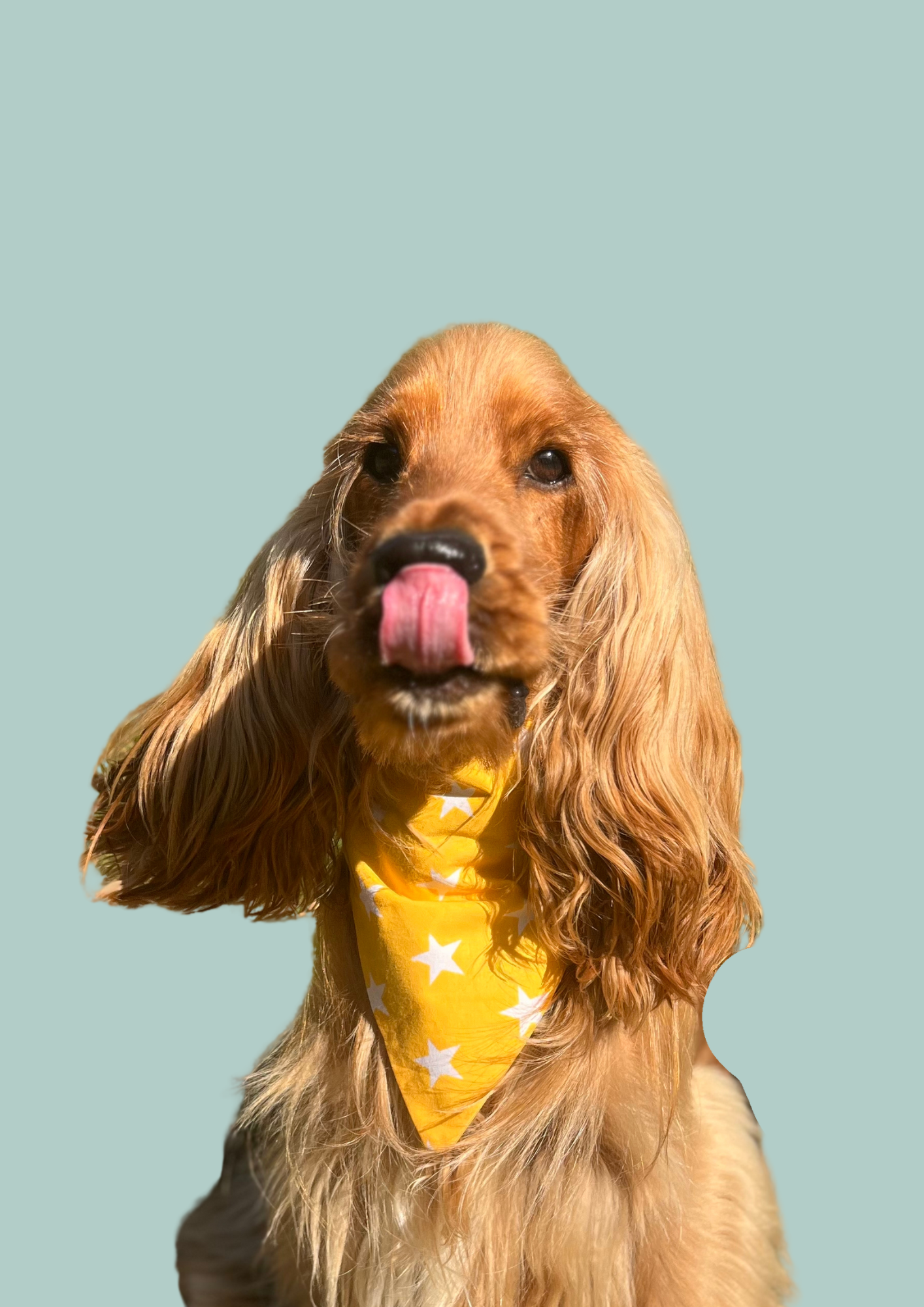 Bandana "A star is born" 