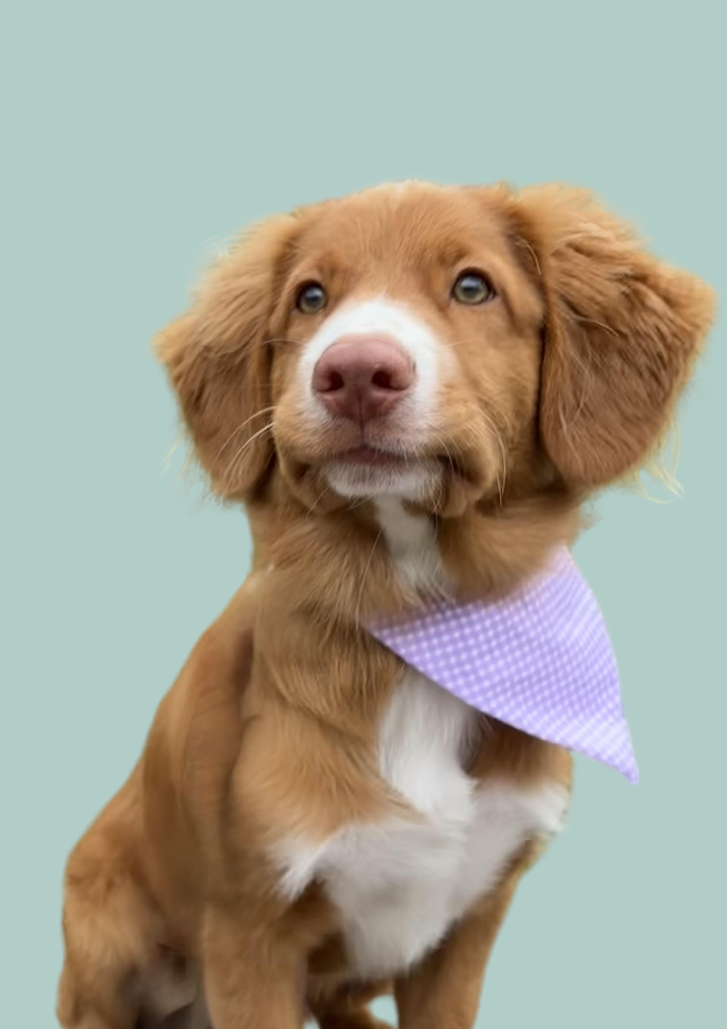 Bandana "Marshmallows" 