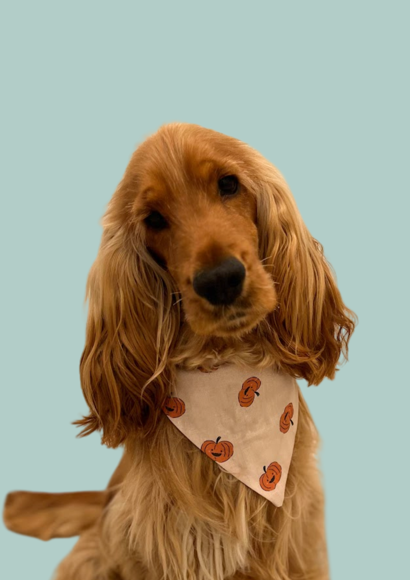 Bandana "Hey, pumpkin"