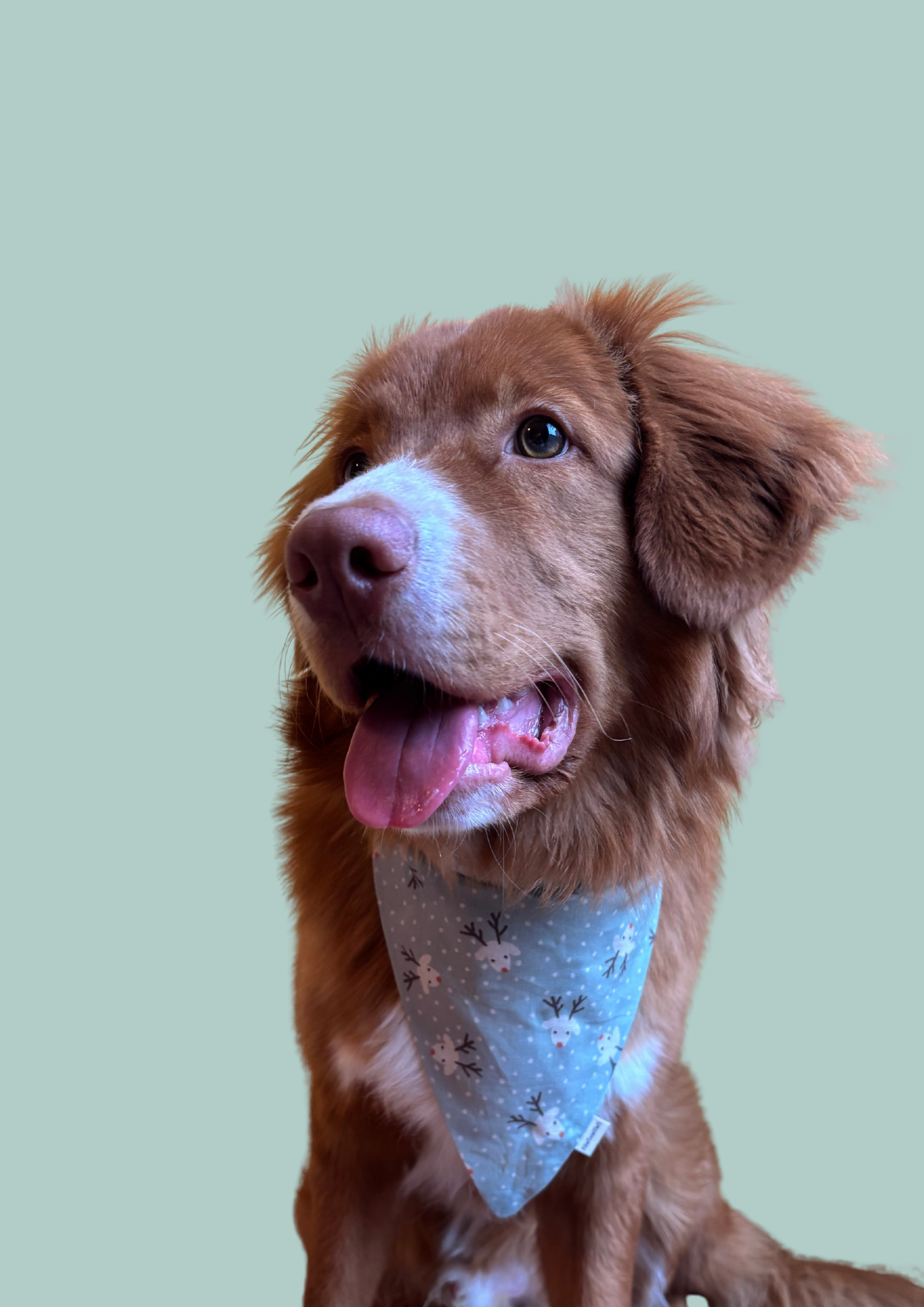 Bandana "Rudolph the Reindeer"