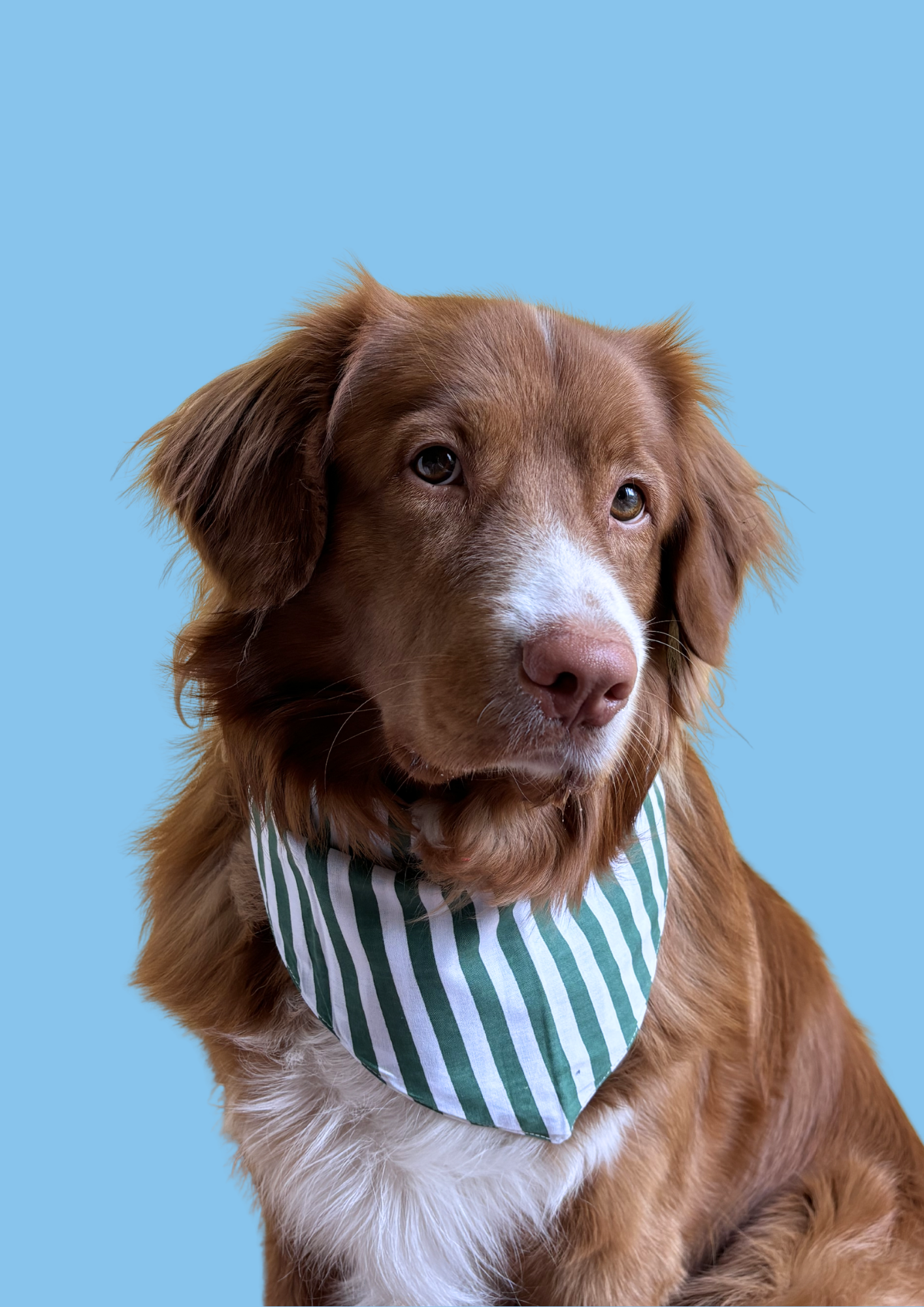 Bandana "A walk in the forest" 