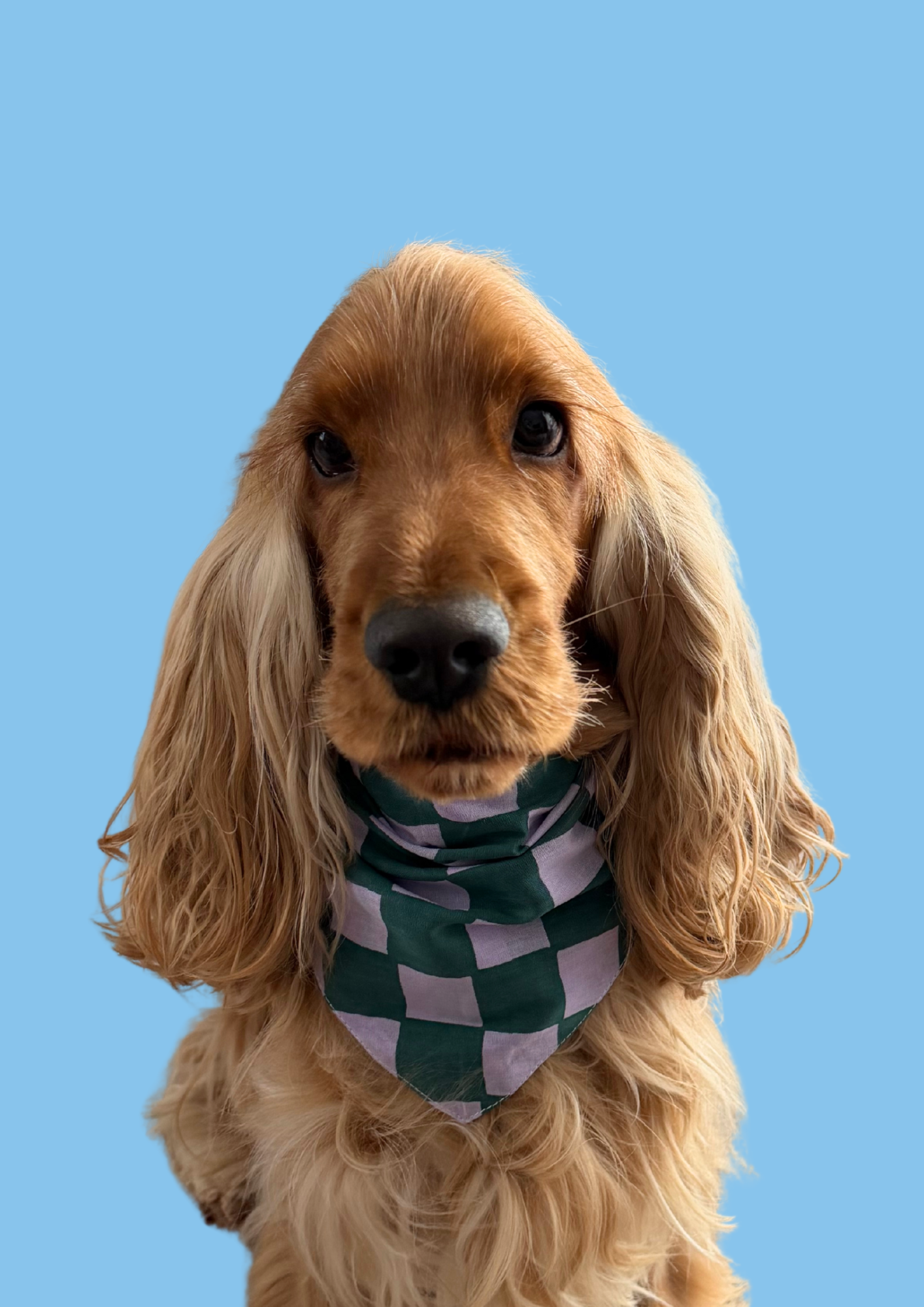 Bandana "Checkmate!"