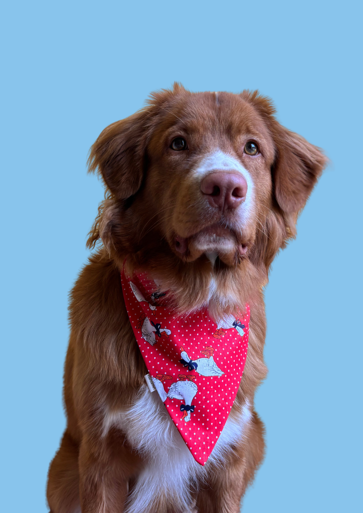 Bandana "Goose on the Loose"