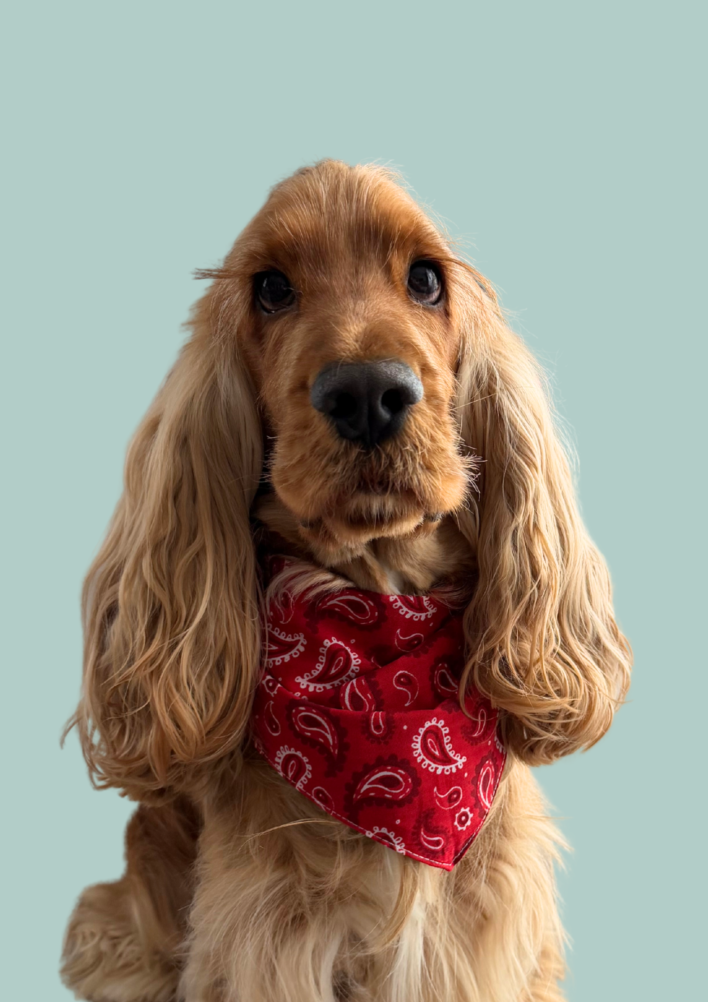 Bandana "Little Cowboy"