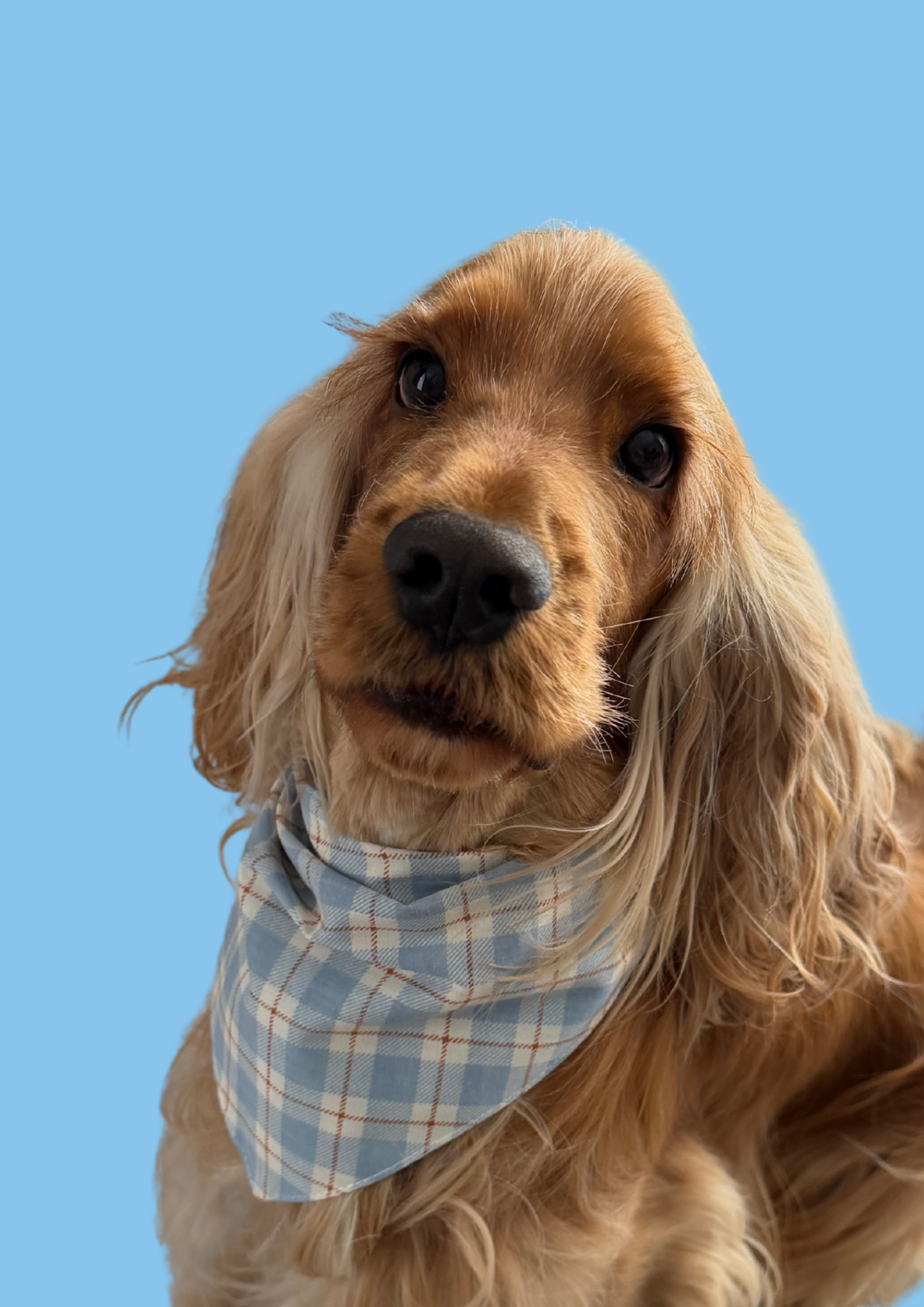 Bandana "Date night"