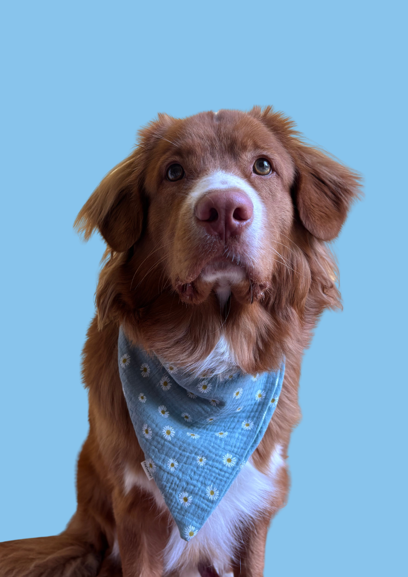 Bandana "Spring Fling"