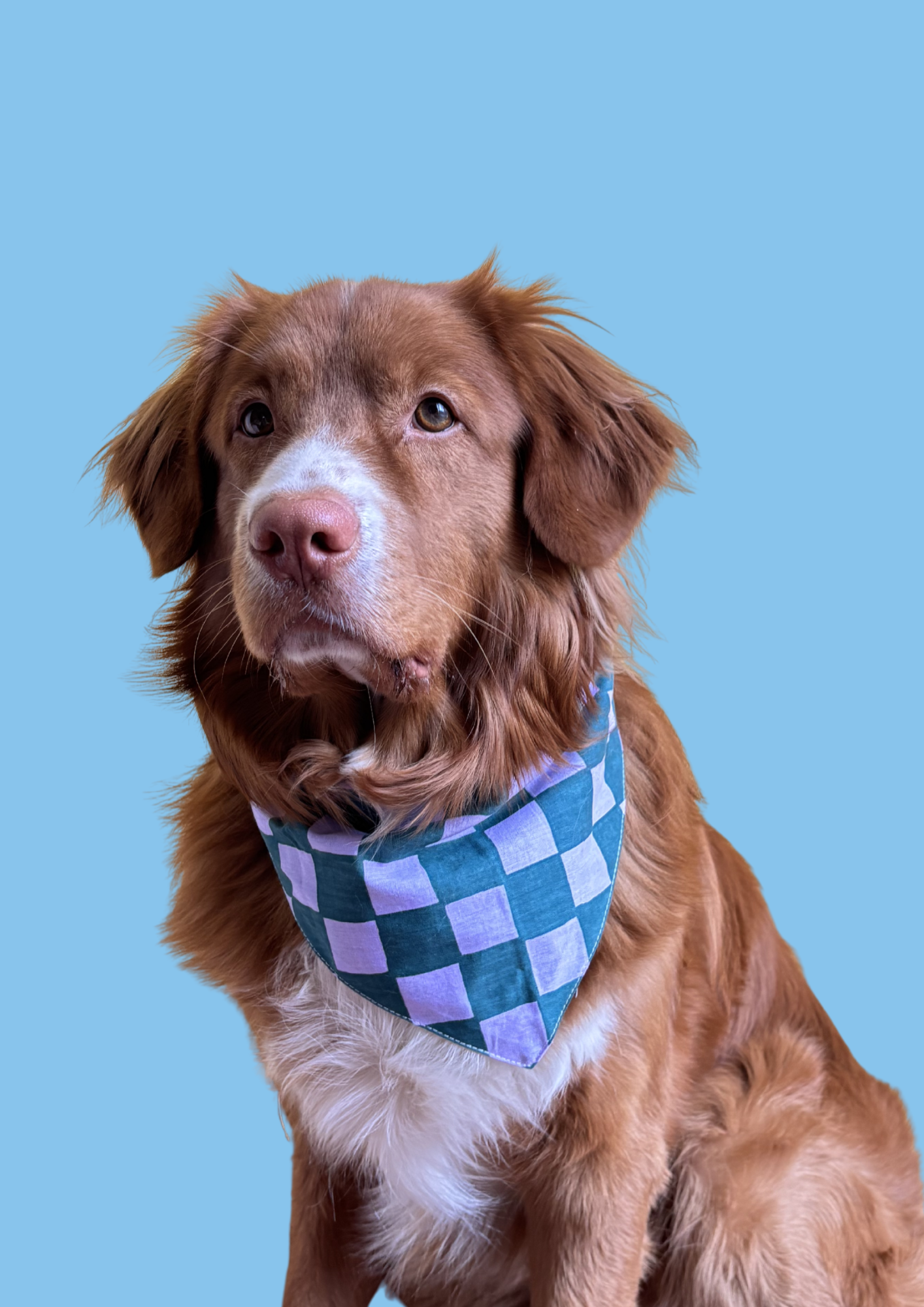 Bandana "Checkmate!"