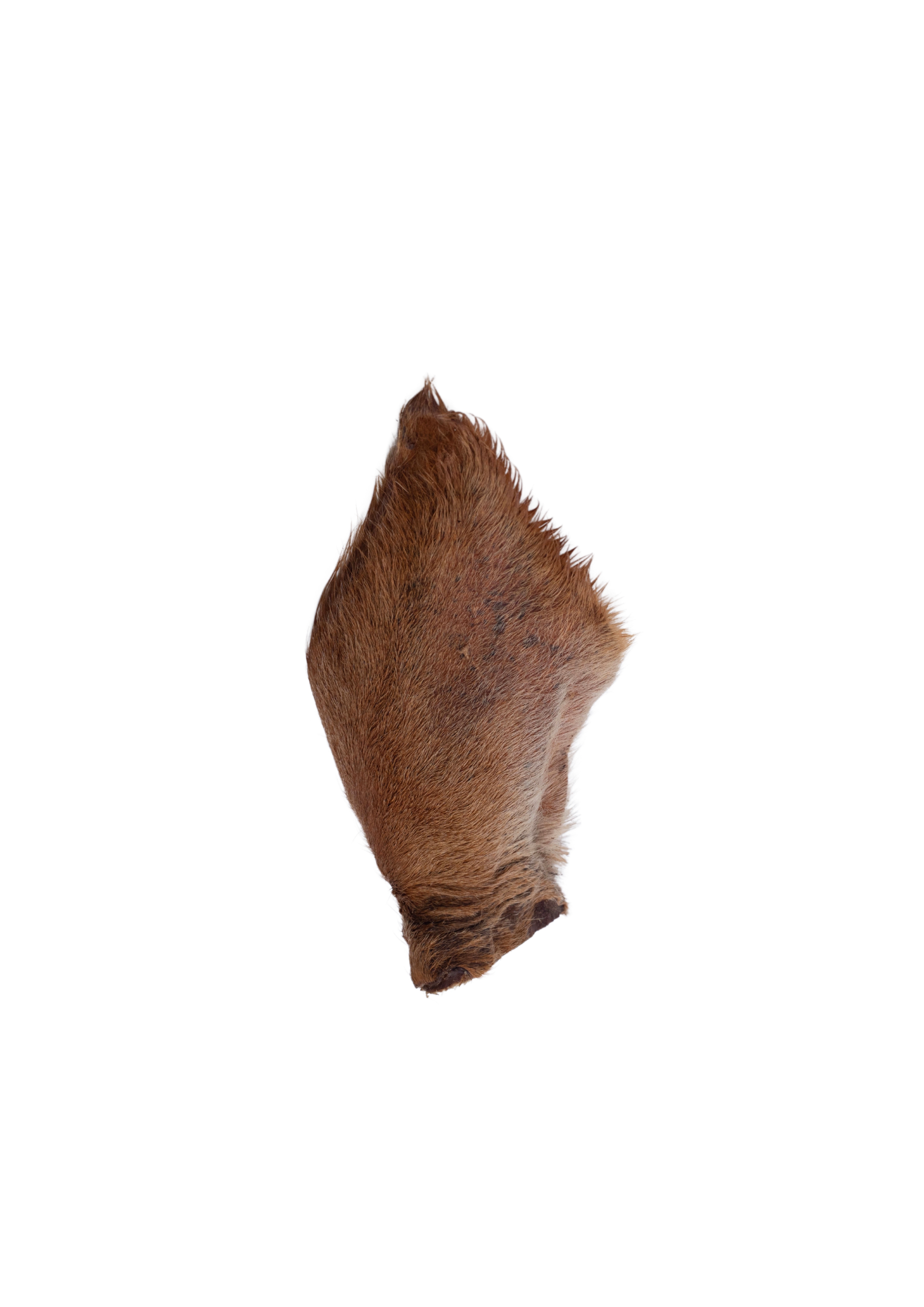 Beef Ears