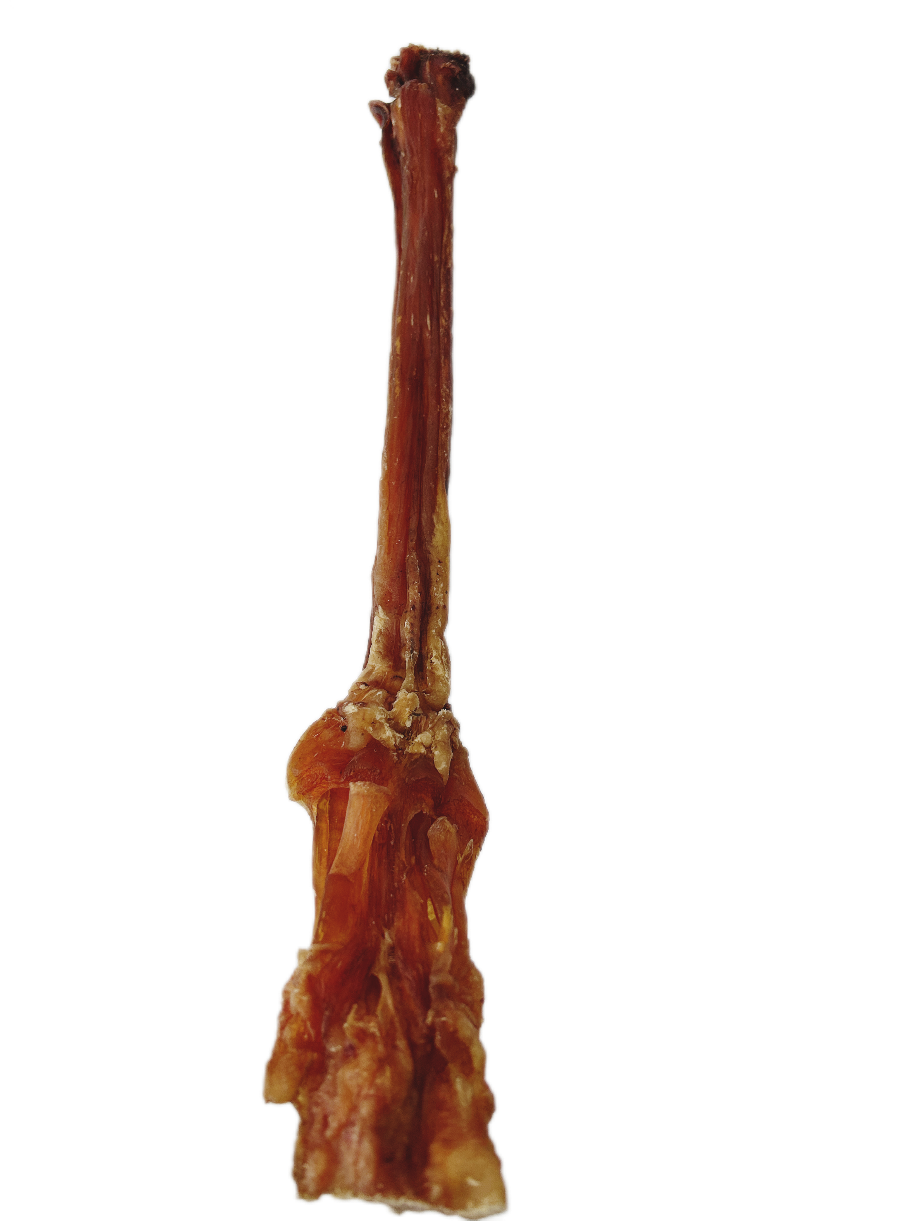 Camel Tendon