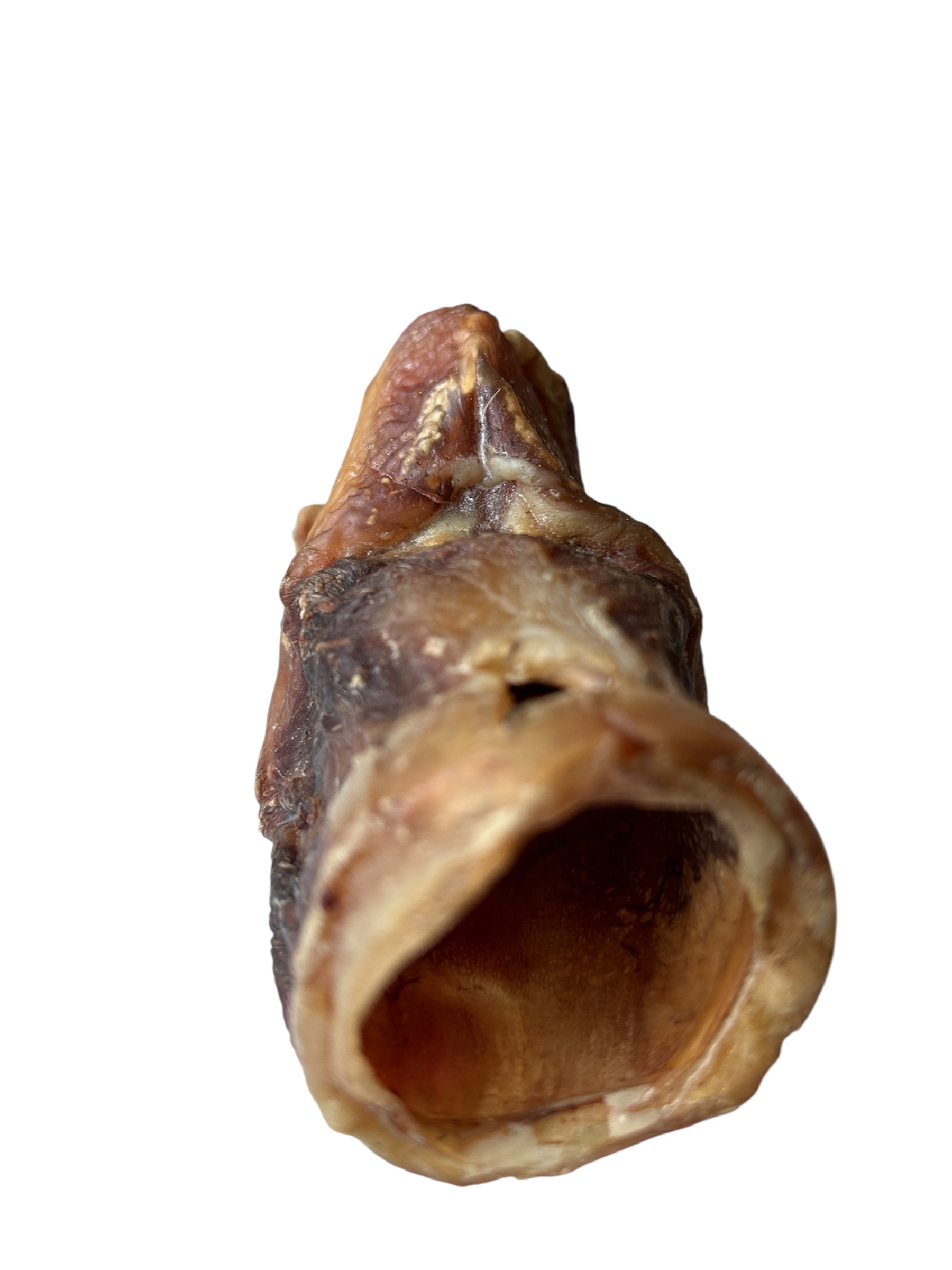 Camel Larynx