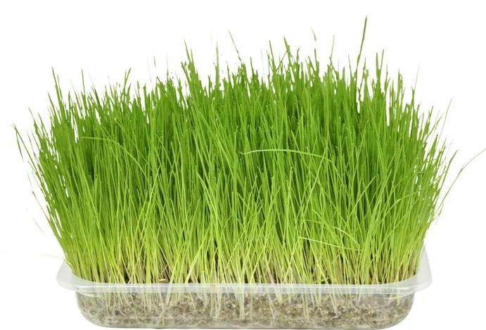HERBE A CHAT