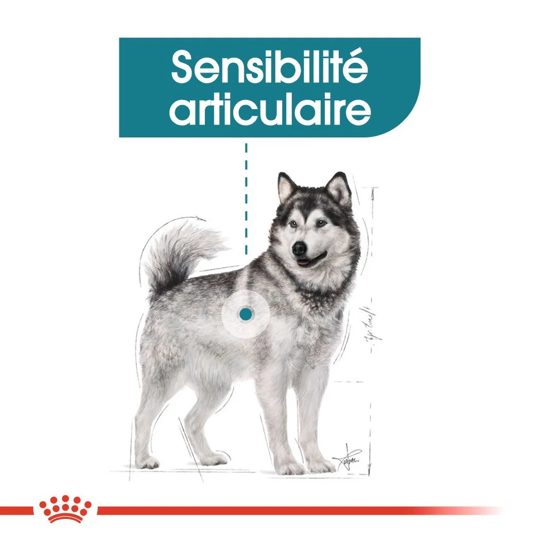 Royal Canin Maxi Joint Care 10 Kg