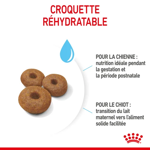 Royal Canin Maxi Starter Mother & Babydog