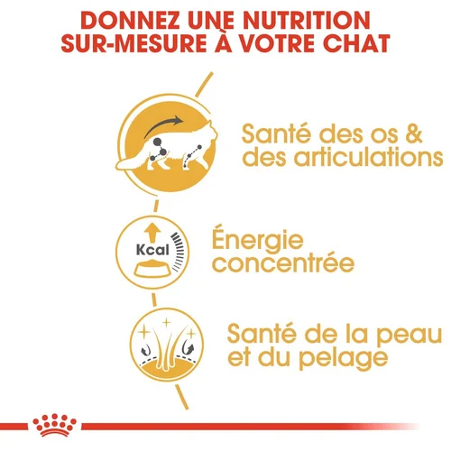Royal Canin Maine Coon Adulte 2 Kg