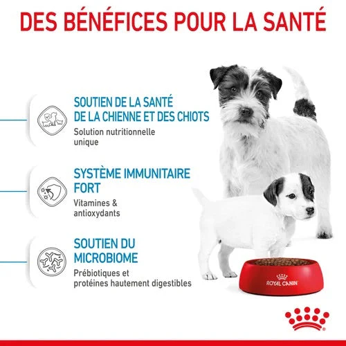 Royal Canin Mini Starter Mother & Babydog