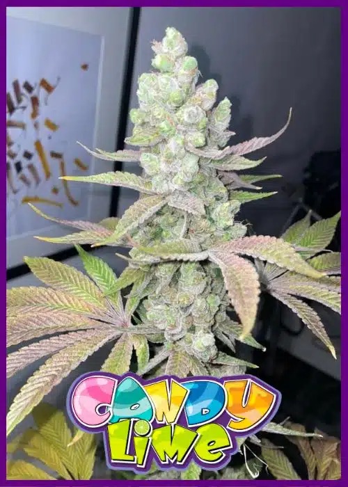 Candy Lime