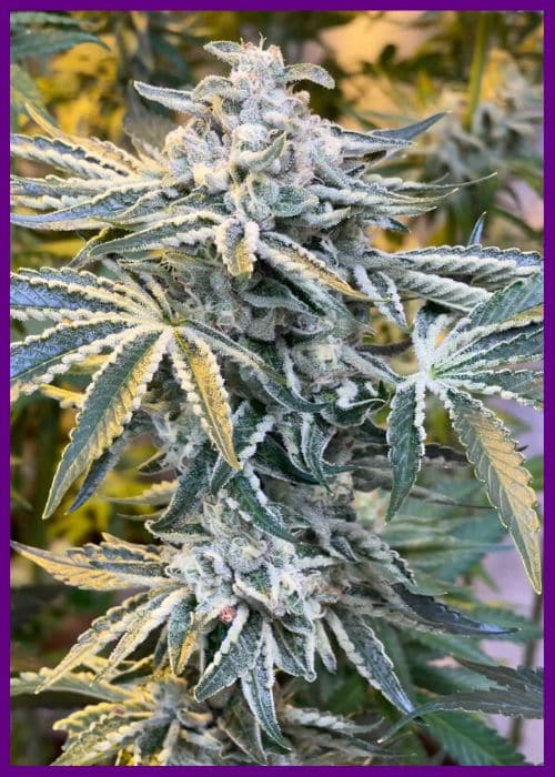 Candy`n Cream