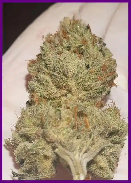 Juicy Dropz