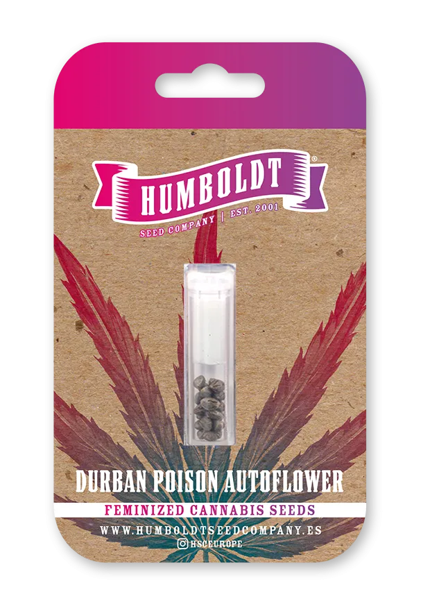 Durban Poison Auto