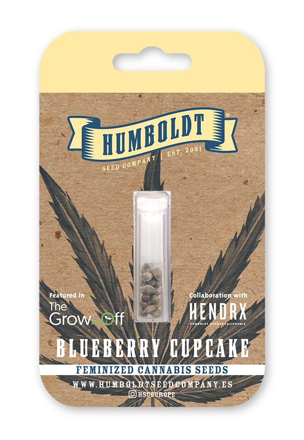 Blueberry Cupcake