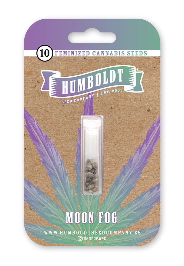 Moon Fog