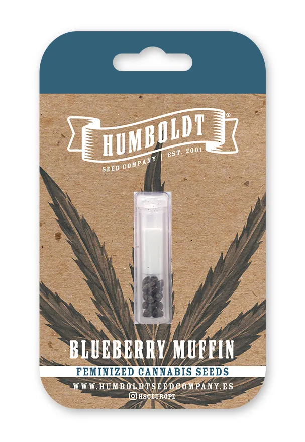 Blueberry Muffin