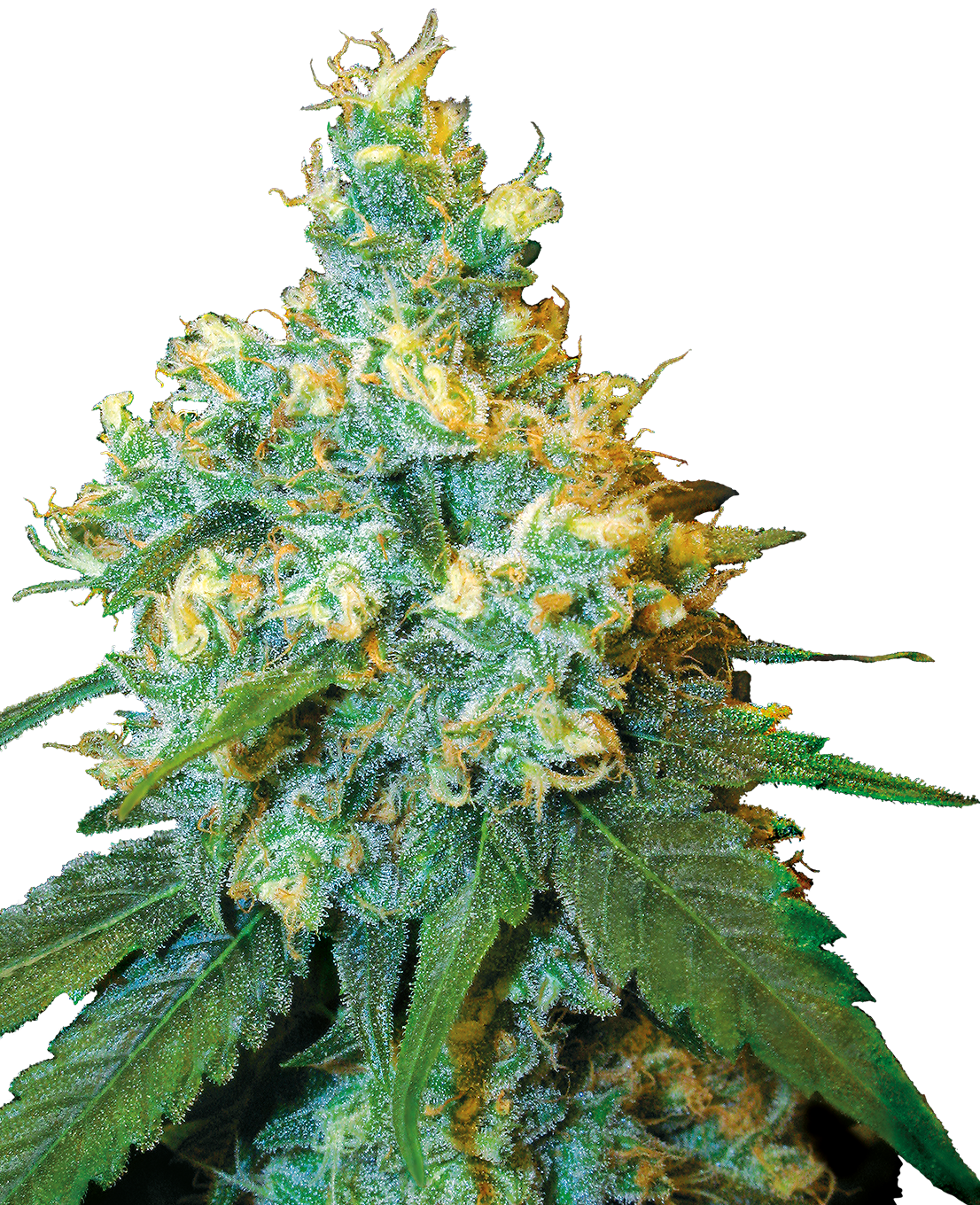 Jack Herer