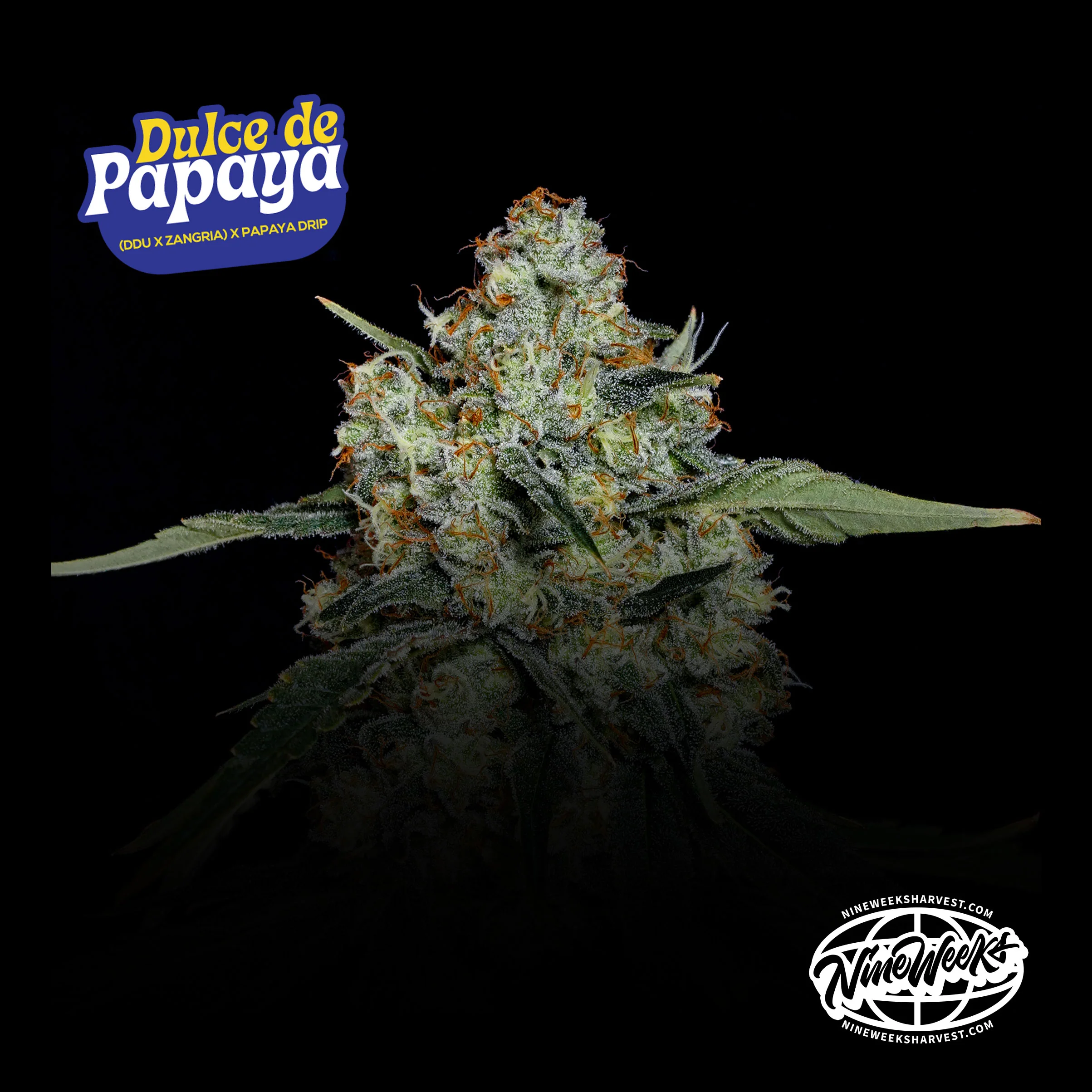 Dulce De Papaya 