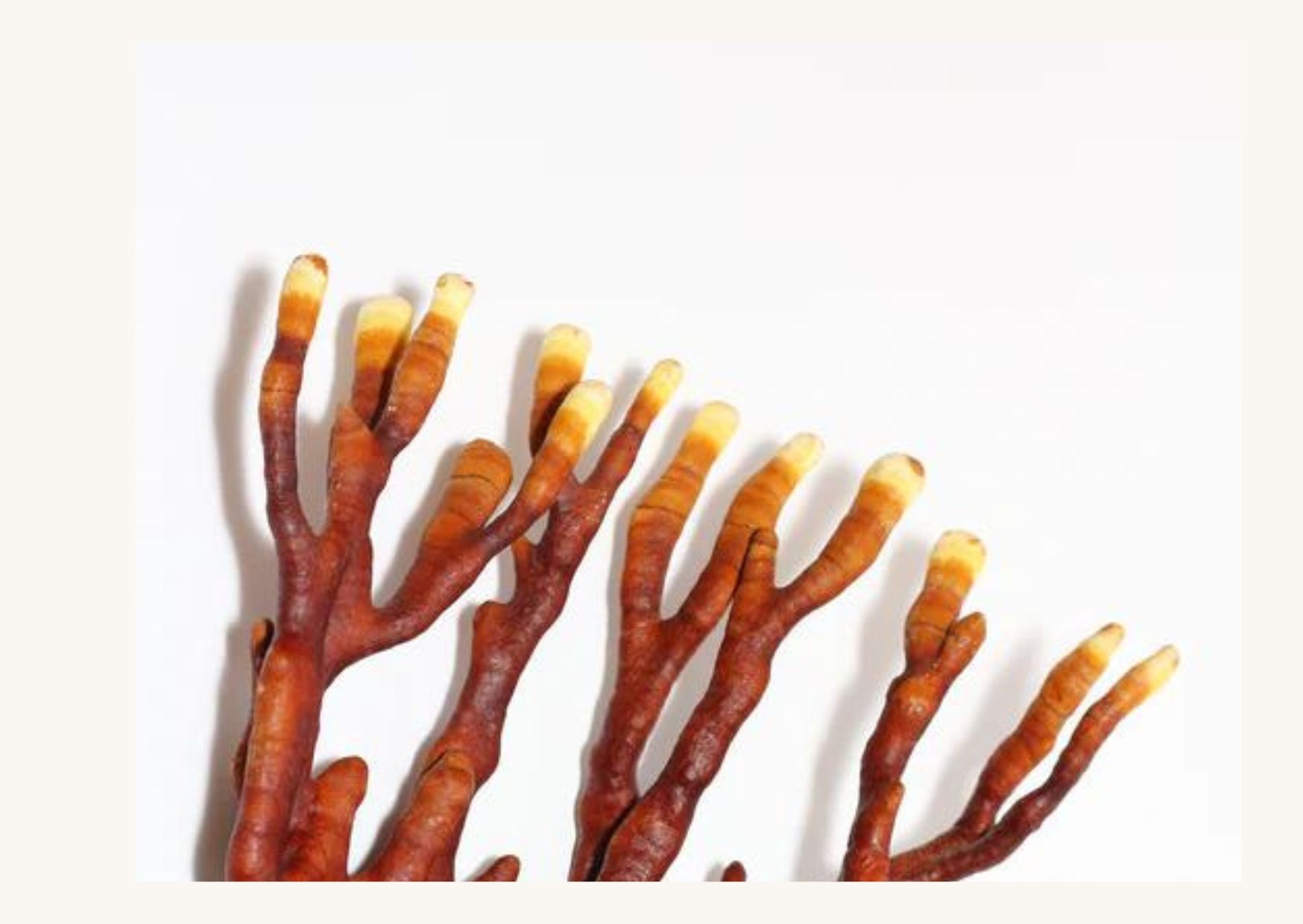 Bois de Reishi Séché
